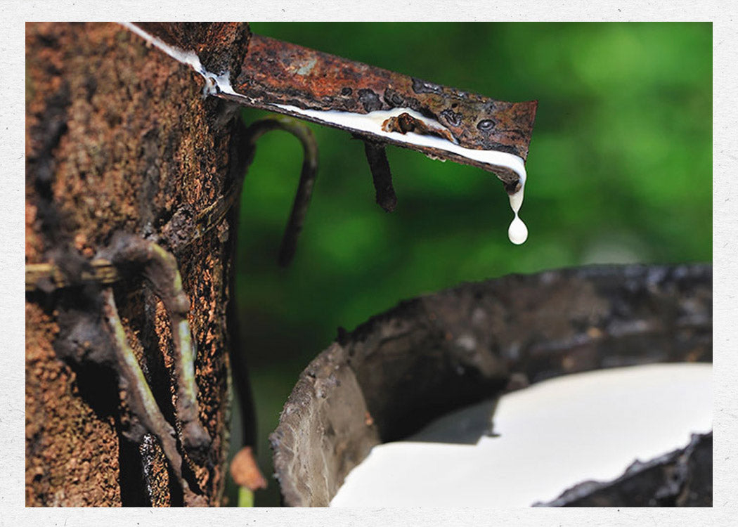 White latex dripping from a tapped rubber tree into a collection cup.