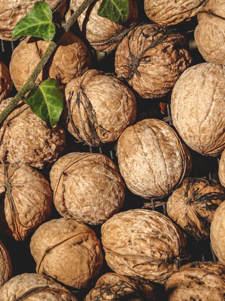 Close-up of whole walnuts in their shells with a green ivy vine across them.
