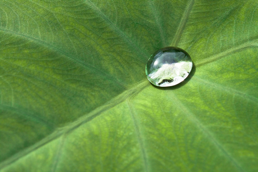Close-up of a water droplet on a green leaf with visible veins.